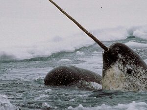 Great Narwhal Picture