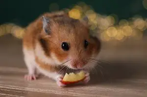 Hamster Diet Fruits
