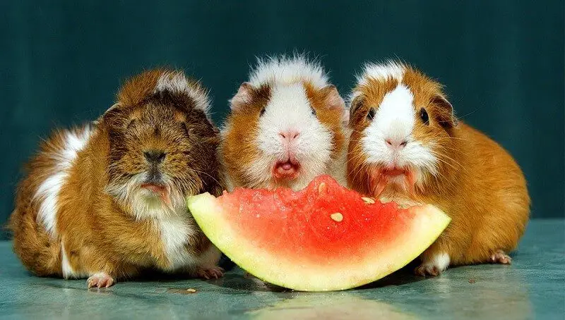 Hamster Eat Watermelon