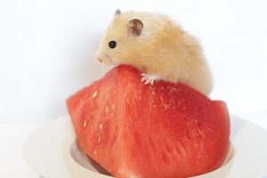 Hamster on Watermelon Piece