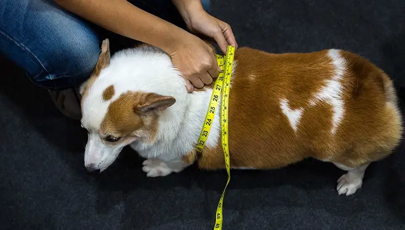 Obesity Treatments: Tipping the Scale for Fat Dogs 3 Help Overweight Dog