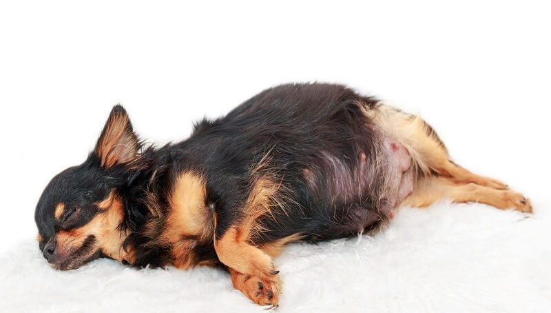How Long are Dogs Actually Pregnant? 4 How Long Dog Pregnancy