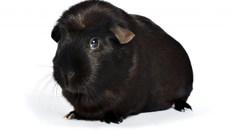 Male Black Guinea Pig