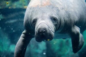 Manatee Closeup