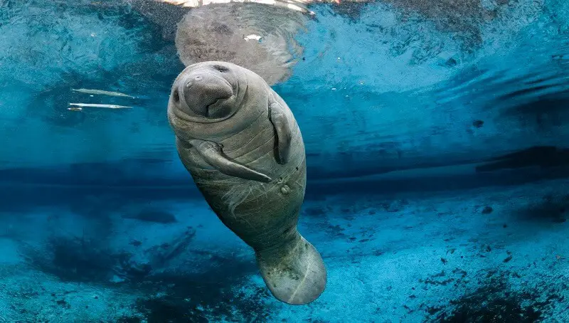 Manatee Facts