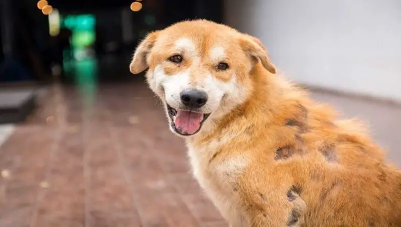 How to Prevent, Recognize, and Treat, Mange in Dogs 4 Mange in Dogs