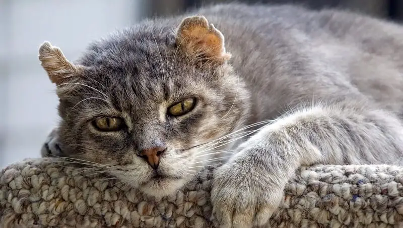 What is The Real Cat Age in Human Years? 3 Older Cat