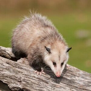 Opossum on a Tree