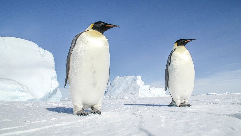 Can You Keep a Penguin as a Pet? 4 Penguin As Pet