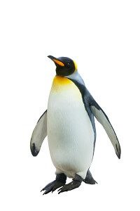 Penguin Wildlife