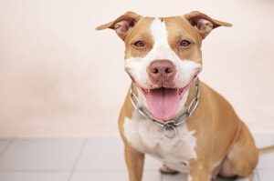 Pit Bull Smiling