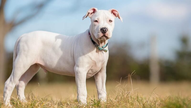 PitBull Sizes