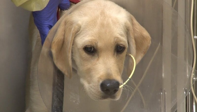 What Does Parvo Poop Look and Smell Like? 2 Poop from Dog with Parvovirus