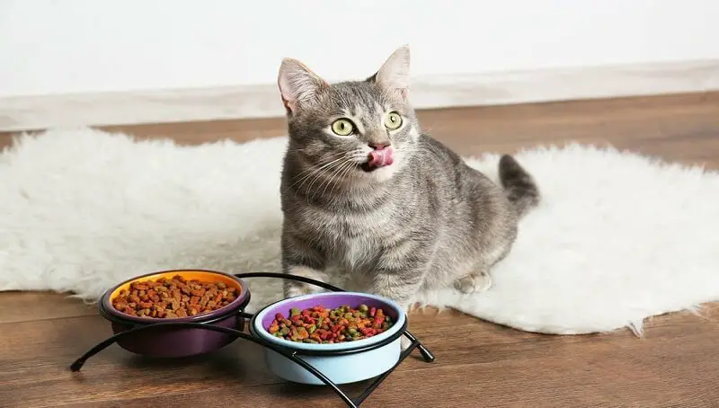 Protein in Cat Food