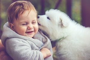 Samoyed With Child