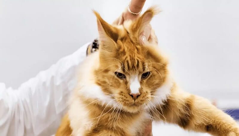 Why You Should Never Scruff Your Cat 3 Scruffing a Cat