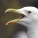 Seagull as a Pet