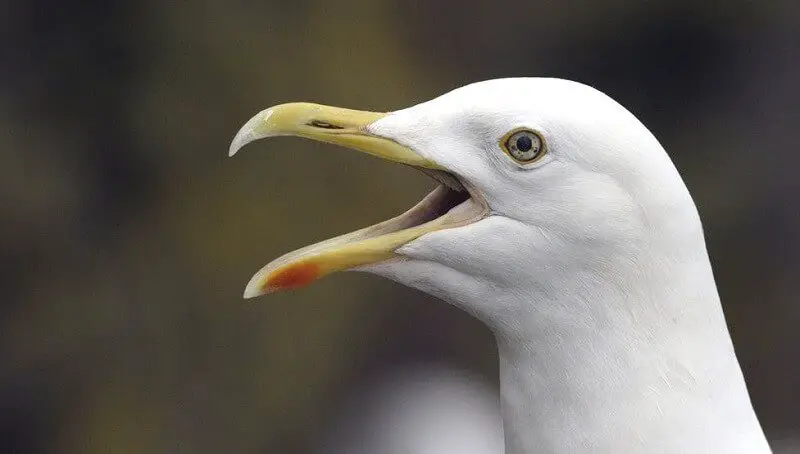 Seagull as a Pet