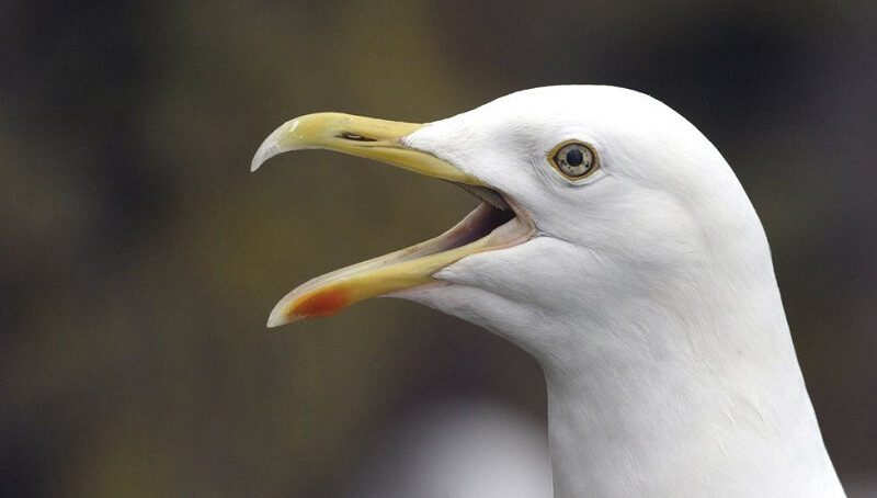 Seagulls as Pets – Is it Illegal to Keep a Seagull? 2 Seagull as a Pet