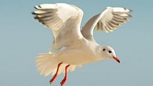 Seagull in Flight