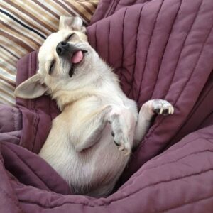 Sleeping Chihuahua