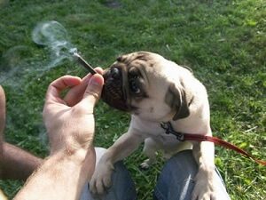 Smoking Dog