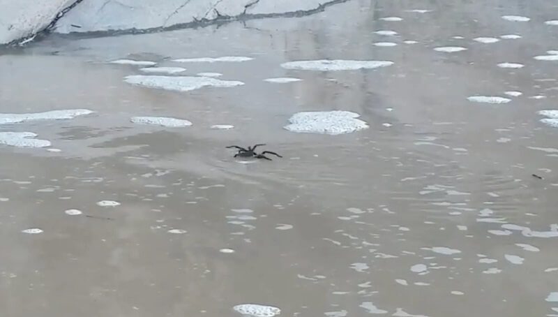 Swimming Tarantula