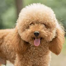 Teddy Bear Cut For Poodles