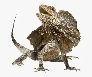 The Weird Frill-necked Lizard