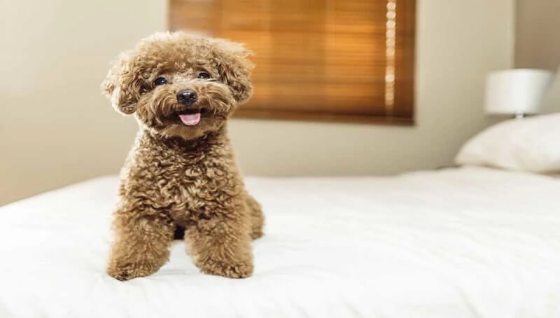 Toy Poodle Teddy Bear Cut