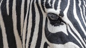 Zebra Eye