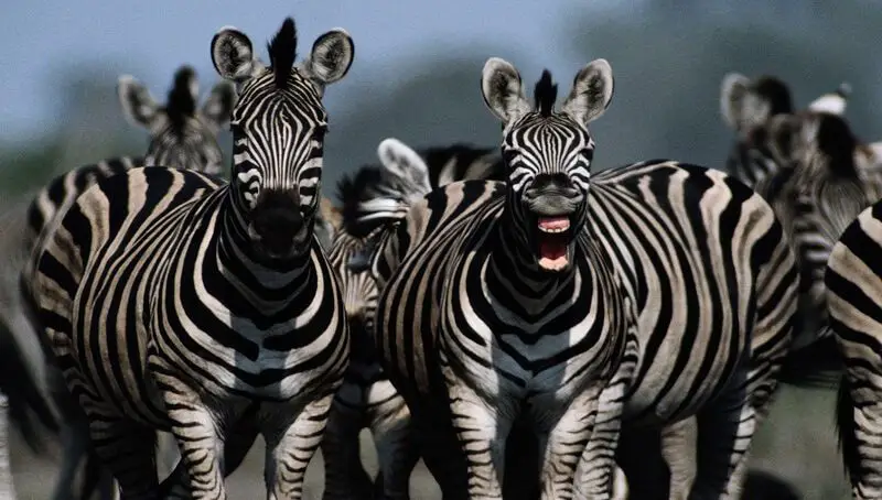 Interesting Zebra Facts For Kids 4 Zebra Facts