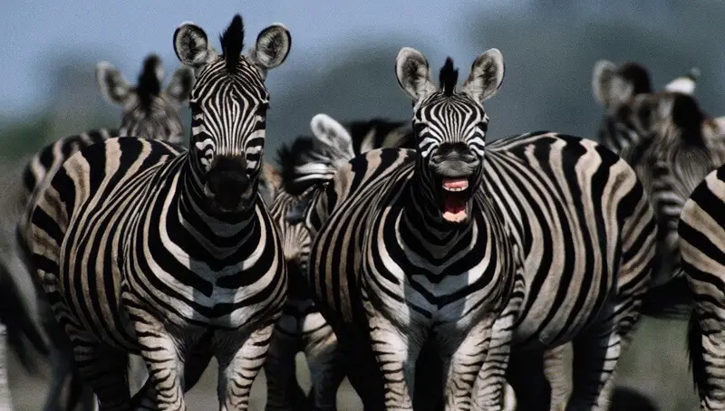 Zebra Facts