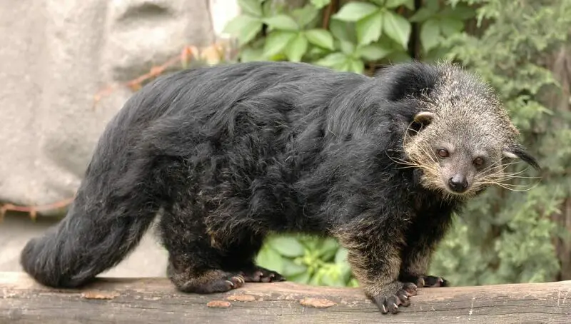 Binturong Facts