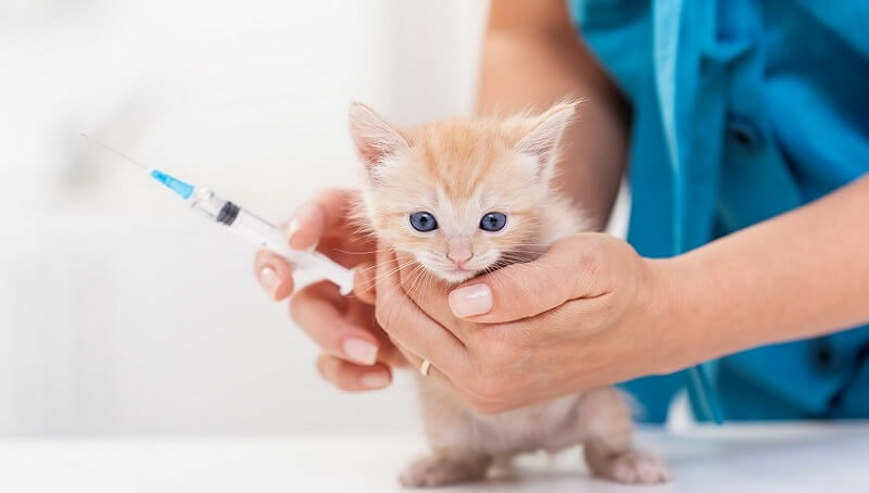 Cat vaccination