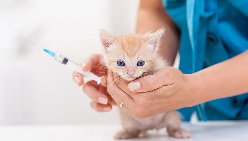 Cat and kitten vaccinations 3 Cat vaccination