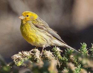 Fringillidae Bird