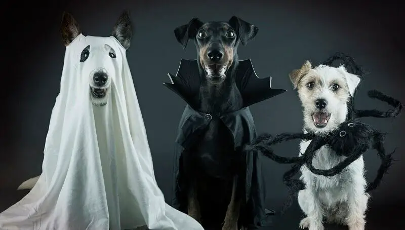 Halloween Dogs