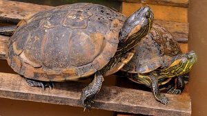 How do Turtles Mate