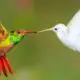 Hummingbirds Phytophagus Birds