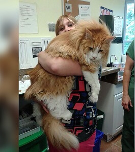 Maine Coon with Owner