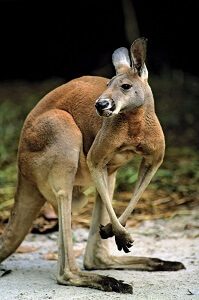 Red Kangaroo Resting