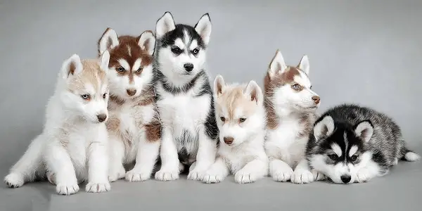 Siberian Husky Colors