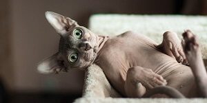 Sociable Sphynx Cat