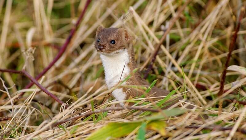 Stoat Facts