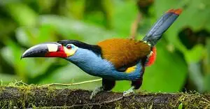 Toucan in Nature