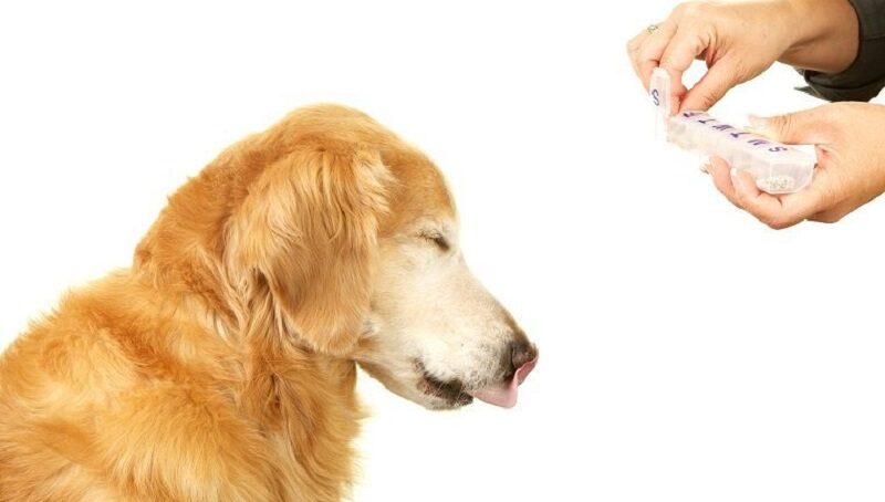 Benadryl for Dogs Dosage