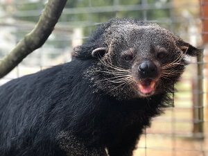 Binturong Closeup