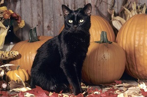 Black Cat Pumpkin