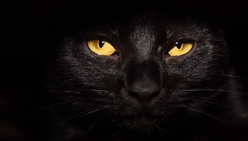 Black Cats Halloween